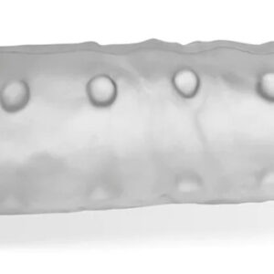 Gaine de pénis Snake 21 x 5.5 cm Transparente