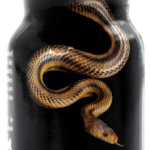 Snake Propyle Amyle 15ml